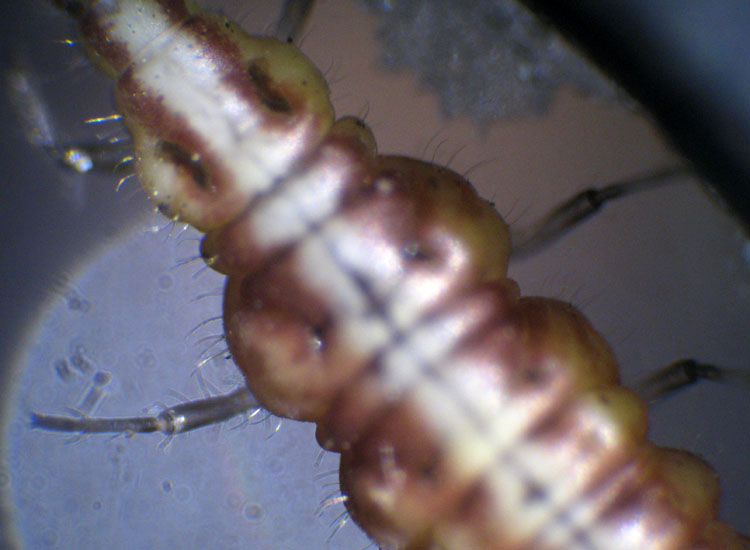 Larva di Hemerobiidae